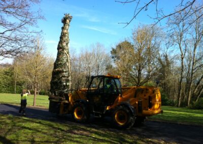 Large tree planting in progress by Abbey Garden Design, Sussex