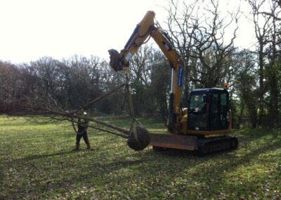 Large tree planting in progress by Abbey Garden Design, Sussex