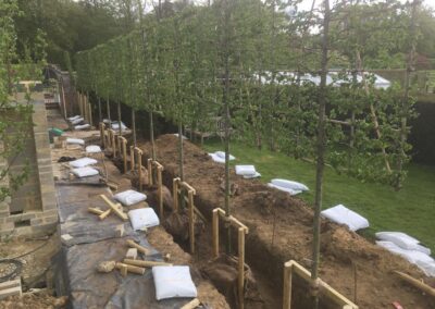 Large tree planting in progress by Abbey Garden Design, Sussex