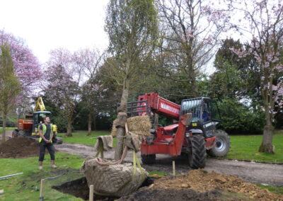 Large tree planting in progress by Abbey Garden Design, Sussex