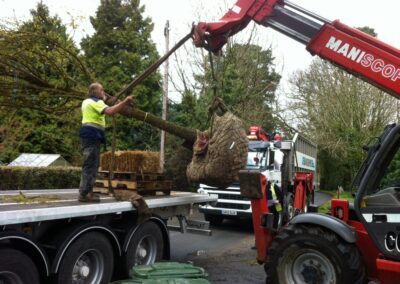 Large tree planting in progress by Abbey Garden Design, Sussex