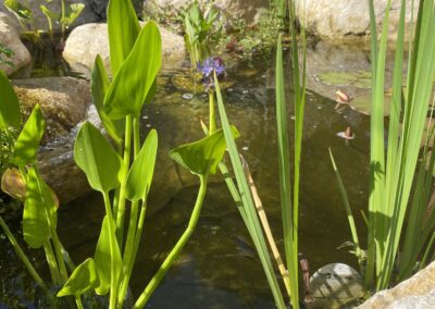 Finished water landscaping by Abbey Garden Design, Sussex